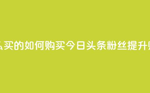 今日头条粉丝怎么买的 - 如何购买今日头条粉丝提升账号影响力!  第1张 今日头条粉丝怎么买的 - 如何购买今日头条粉丝提升账号影响力!  第1张
