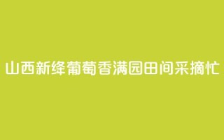山西新绛:葡萄香满园 田间采摘忙