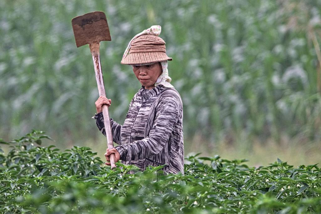 跨省采茶女工刷屏：只要不嫌我老，明年还来  第4张